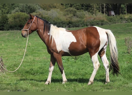 Paint Horse Mix, Castrone, 3 Anni, 156 cm, Pezzato