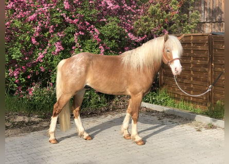 Paint Horse, Castrone, 4 Anni, 147 cm, Cremello