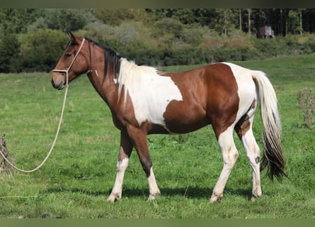 Paint Horse Mix, Castrone, 4 Anni, 156 cm, Pezzato