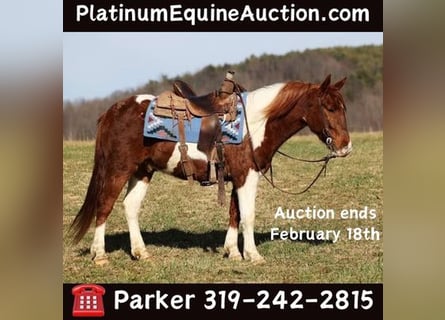 Paint Horse, Castrone, 5 Anni, 145 cm, Sauro scuro