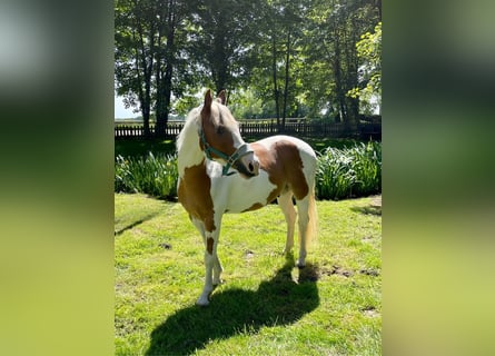 Paint Horse, Castrone, 5 Anni, 145 cm, Tobiano-tutti i colori