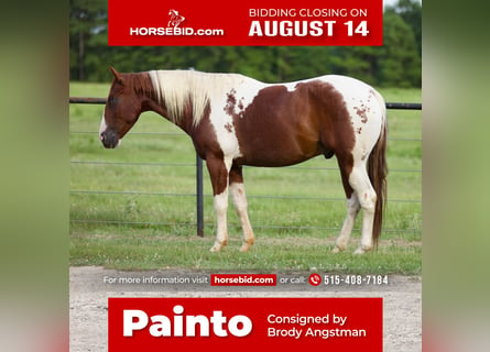 Paint Horse, Castrone, 6 Anni, 147 cm, Sauro ciliegia