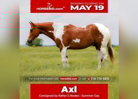 Paint Horse, Castrone, 7 Anni, 157 cm, Tobiano-tutti i colori