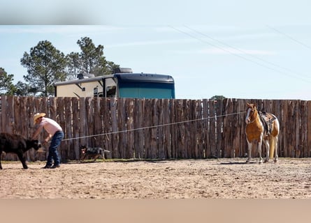 Paint Horse, Castrone, 9 Anni, 152 cm, Baio ciliegia