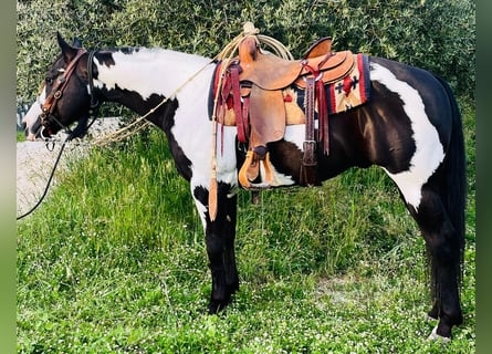 Paint Horse, Castrone, 9 Anni, Overo-tutti i colori