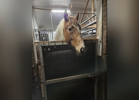 Paint Horse Croisé, Étalon, 1 Année, 140 cm, Tobiano-toutes couleurs