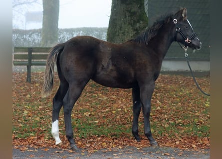 Paint Horse, Étalon, 1 Année, 148 cm, Noir