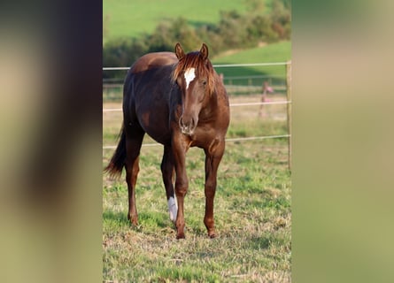 Paint Horse, Étalon, 1 Année, 148 cm, Noir
