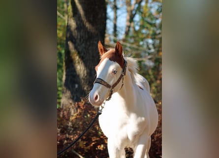 Paint Horse, Étalon, 1 Année, 150 cm, Overo-toutes couleurs