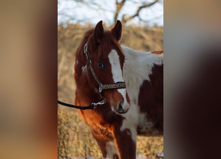 Paint Horse, Étalon, 1 Année, 150 cm, Tobiano-toutes couleurs