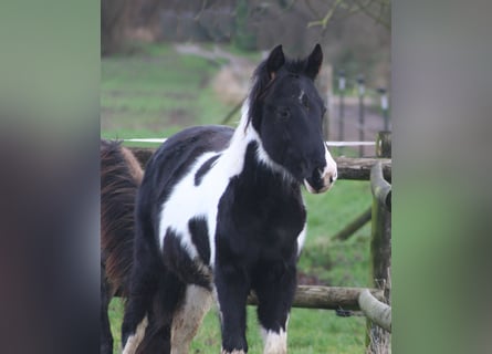 Paint Horse, Étalon, 1 Année, 152 cm, Noir