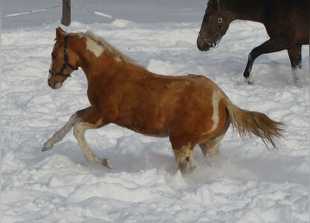 Paint Horse, Étalon, 1 Année, 155 cm, Pinto