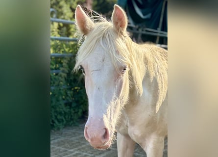 Paint Horse, Étalon, 1 Année, 155 cm, Tovero-toutes couleurs