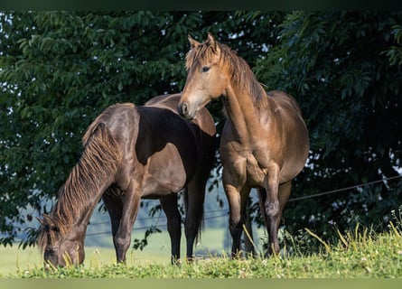 Paint Horse, Étalon, 1 Année, Buckskin