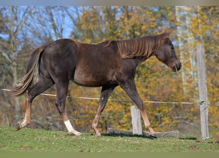 Paint Horse, Étalon, 2 Ans, 148 cm, Alezan brûlé