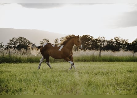 Paint Horse, Étalon, 2 Ans, 153 cm, Pinto