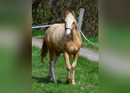 Paint Horse, Étalon, 2 Ans, 155 cm, Pinto