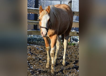 Paint Horse, Étalon, 2 Ans, 155 cm, Pinto