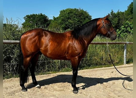 Paint Horse, Étalon, 6 Ans, 152 cm, Bai