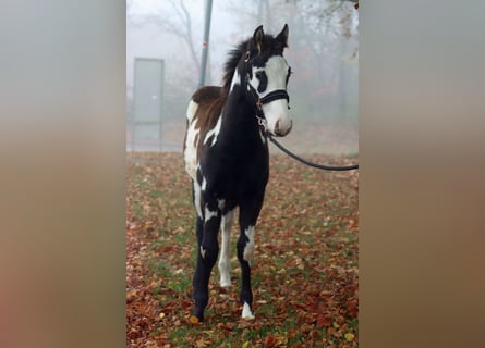 Paint Horse, Étalon, Poulain (04/2024), 150 cm, Overo-toutes couleurs