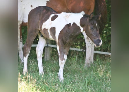 Paint Horse, Étalon, Poulain (06/2024), 152 cm, Noir