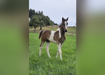 Paint Horse Croisé, Étalon, Poulain (06/2024), 152 cm, Tobiano-toutes couleurs