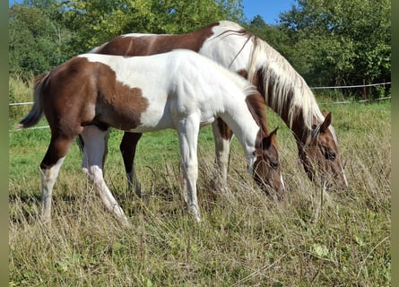 Paint Horse, Étalon, Poulain (04/2024), 152 cm, Tobiano-toutes couleurs