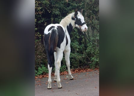 Paint Horse, Étalon, Poulain (04/2024), 152 cm, Tovero-toutes couleurs