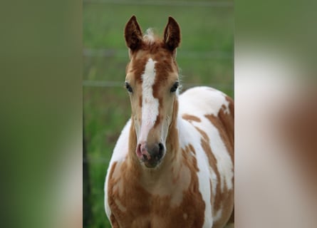 Paint Horse, Étalon, Poulain (04/2024), 153 cm, Champagne