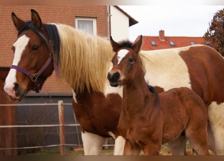 Paint Horse Croisé, Étalon, , 155 cm, Bai