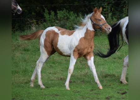 Paint Horse, Étalon, Poulain (05/2024), 155 cm, Tobiano-toutes couleurs