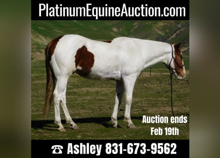 Paint Horse, Gelding, 10 years, 15,1 hh, Tobiano-all-colors