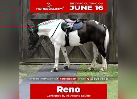 Paint Horse Mix, Gelding, 10 years, 15,2 hh