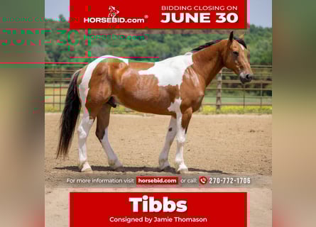 Paint Horse Mix, Gelding, 10 years, 15,2 hh