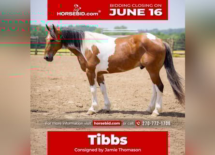 Paint Horse Mix, Gelding, 10 years, 15,2 hh