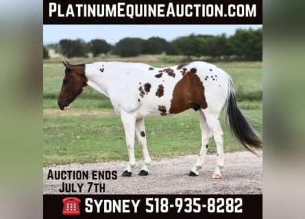 Paint Horse, Gelding, 10 years, Tobiano-all-colors