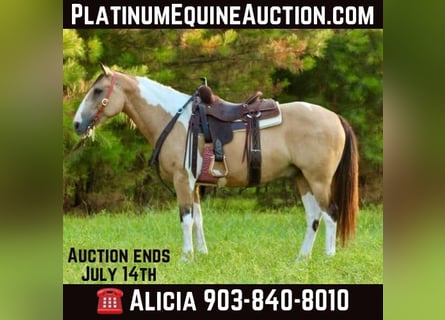 Paint Horse, Gelding, 11 years, 14,2 hh, Buckskin