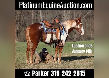 Paint Horse, Gelding, 11 years, 14,1 hh, Overo-all-colors