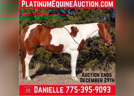 Paint Horse, Gelding, 11 years, 14,2 hh, Tobiano-all-colors