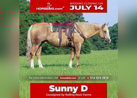 Paint Horse, Gelding, 11 years, 15,3 hh, Palomino