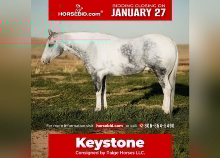 Paint Horse, Gelding, 11 years, 15,3 hh