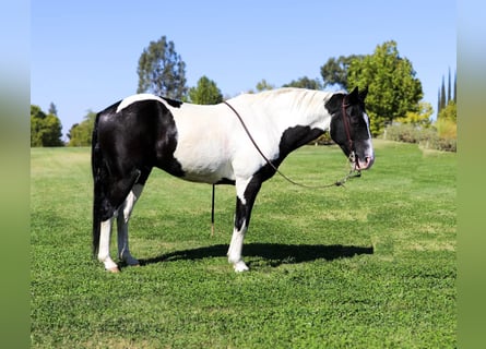 Paint Horse, Gelding, 11 years