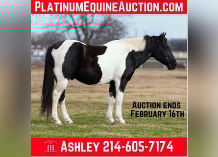 Paint Horse, Gelding, 12 years, 14,2 hh, Tobiano-all-colors