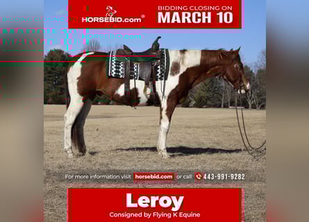 Paint Horse, Gelding, 12 years, 15.2 hh, Tobiano-all-colors