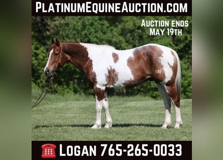 Paint Horse, Gelding, 12 years, 15,1 hh, Tobiano-all-colors