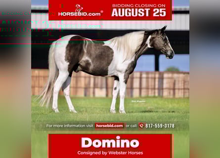 Paint Horse, Gelding, 13 years, 14,2 hh, Pinto