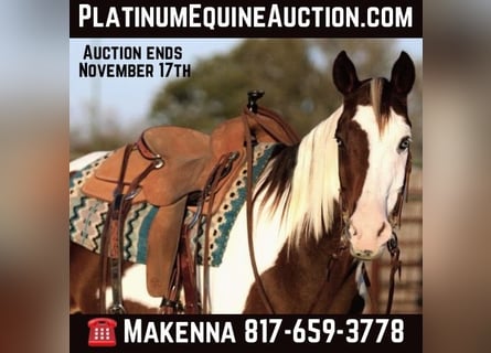 Paint Horse, Gelding, 13 years, 15 hh, Tobiano-all-colors