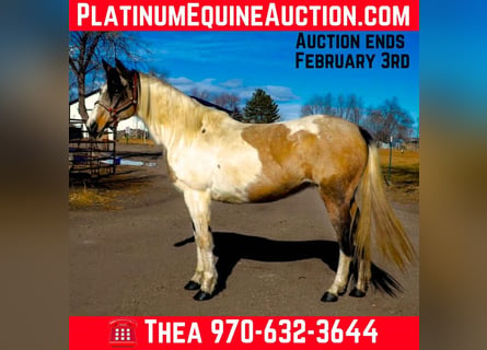 Paint Horse, Gelding, 13 years, 15 hh, Tobiano-all-colors