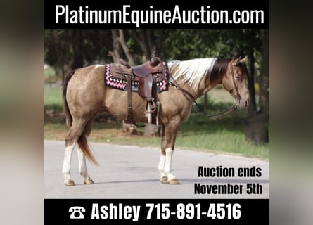 Paint Horse, Gelding, 14 years, 15,3 hh, Tobiano-all-colors