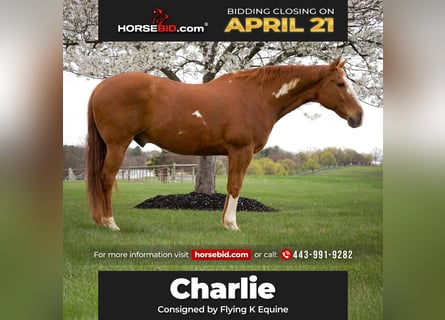 Paint Horse, Gelding, 15 years, 16.1 hh, Chestnut